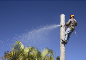 palm tree removal company